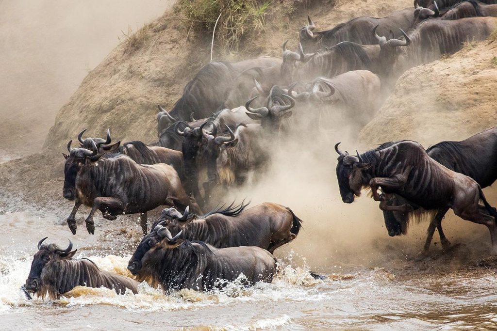 maasai mara migration