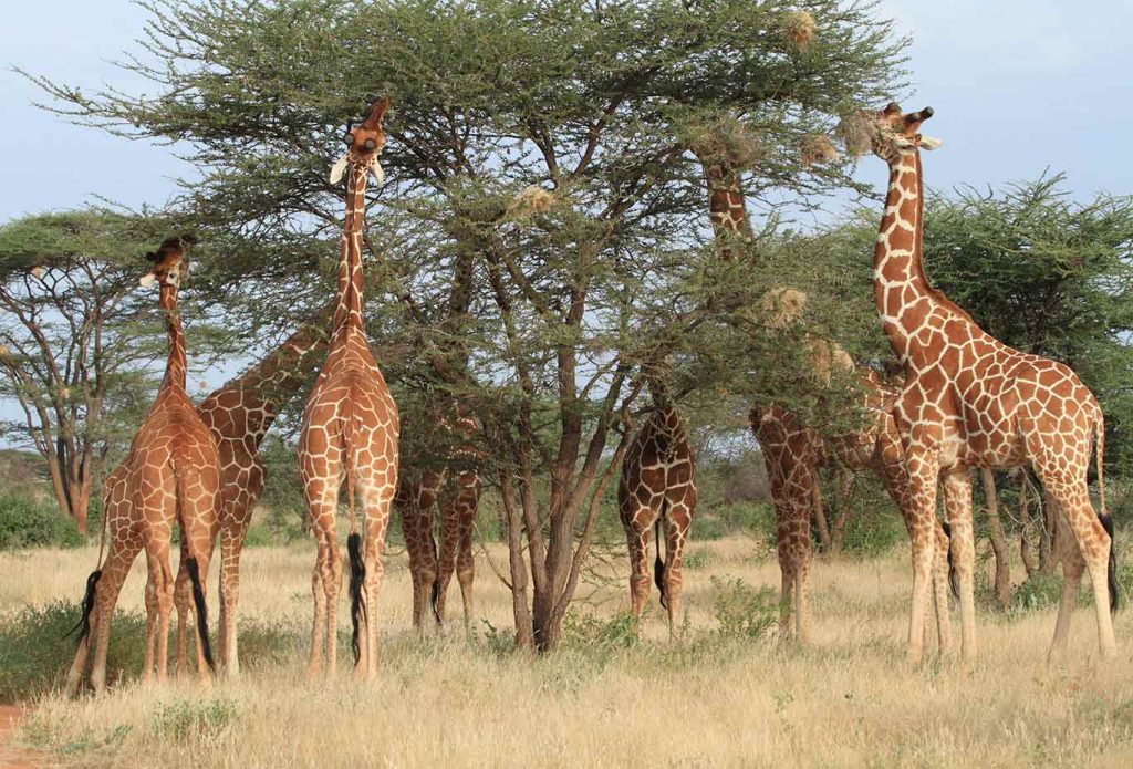 samburu national park
